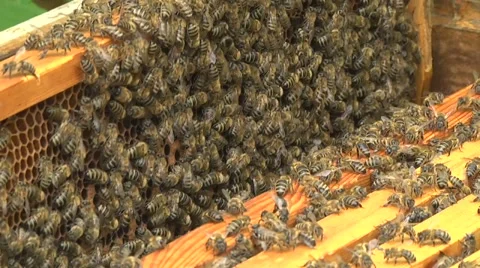 The bees in the apiary . Hive Stock Footage 61324015