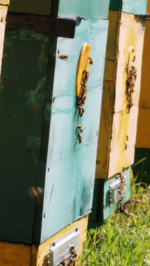 Bees in the apiary. in the meadow a lot of bee houses, hives are. honey Stock Footage 312804956