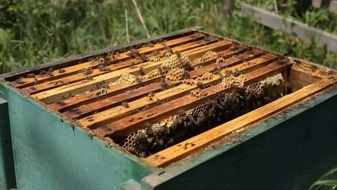 Bees in apiary time lapse Stock Footage 77225163