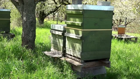 Bees with apiary wakes up to collect nectar on warm spring day. Stock Footage 153822708