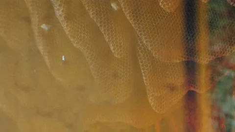 Bees (Apis mellifera) inside hive building the honeycomb Stock Footage 221587616