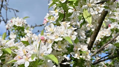 Bees on apple tree flowers 스톡 동영상 194384352