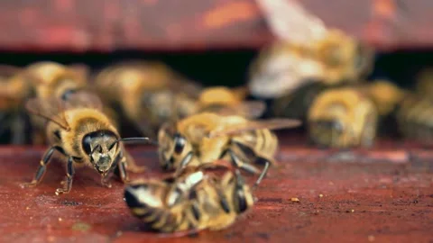 Bees approaching dead bee at hive entrance Stock Footage 230075913