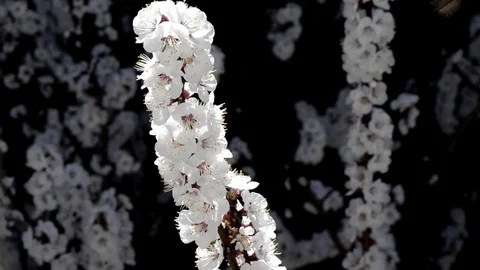 Bees on apricot flowers Stock Footage 73357245