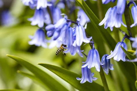 The bees are busy on the move Stock-Fotos