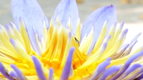 Bees are collecting nectar. Stock Footage 73195617