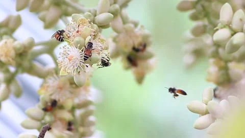 The bees are collecting nectar from the pollen of the palm trees full HD Stock Footage 130584902