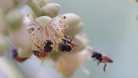 The bees are collecting nectar from the pollen of the palm trees full HD Stock Footage 130585009