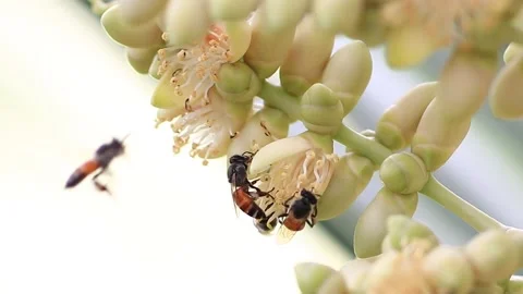 The bees are collecting nectar from the pollen of the palm trees full HD Stock Footage