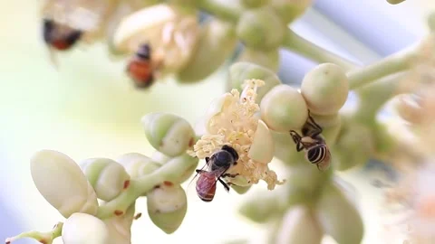 The bees are collecting nectar from the pollen of the palm trees full HD Stock Footage 130585054