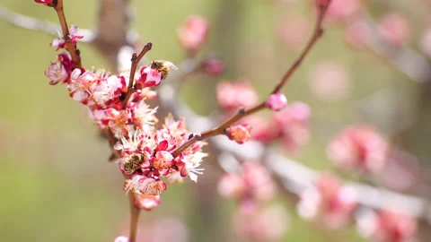Bees are collecting pollen on tree flowers in the blooming season. Stock Footage 173606787