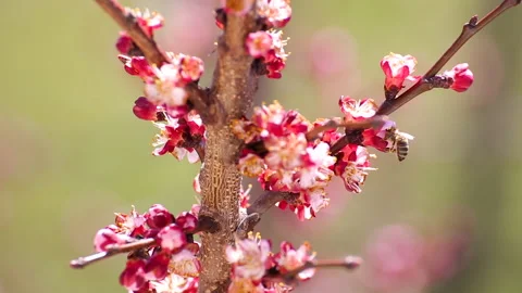 Bees are collecting pollen on tree flowers in the blooming season. Stock Footage 173606802