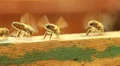 Bees are cooling down temperature in the hive. 1 HD Footage