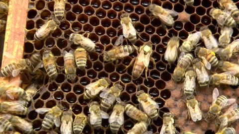 Bees are crawling on combs, they are busy with their work. Bee queen tagged b Stock Footage 135750356
