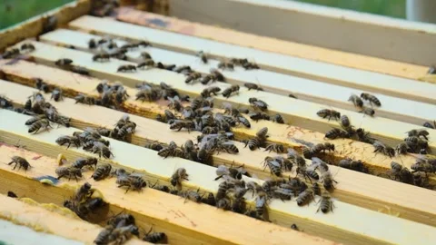 Bees are crawling on the hive Stock Footage 300764847