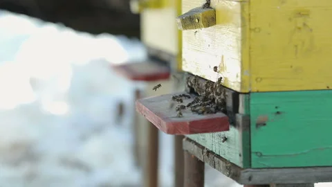 Bees are crawling out of the house 動画素材 87641265