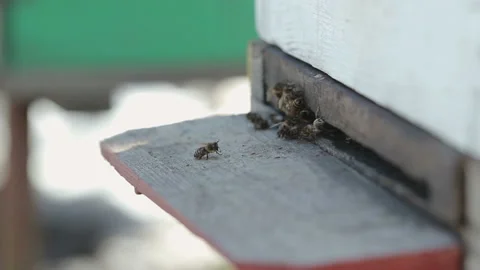 Bees are crawling out of the house Vidéo 87641796