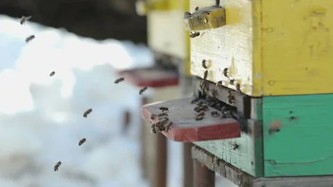Bees are crawling out of the house Stock Footage 87642328