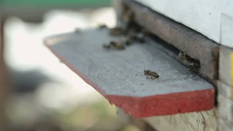 Bees are crawling out of the house Vidéo 87643352