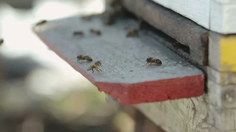 Bees are crawling out of the house Stock Footage 87643506