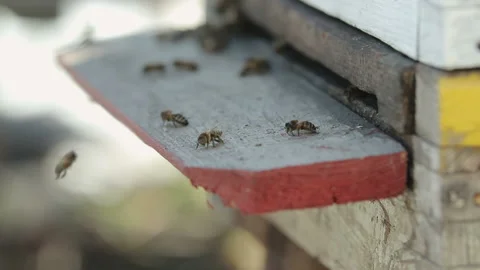 Bees are crawling out of the house 動画素材 87643888