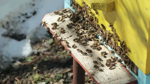 Bees are crawling out of the house 库存影片 87645634