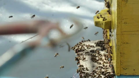 Bees are crawling out of the house 動画素材 87646747