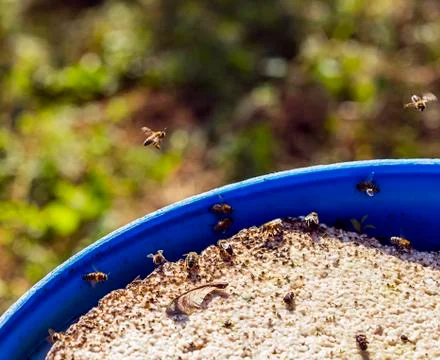 Bees are drinking water Foto stock