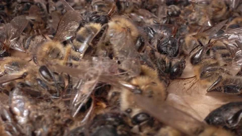 The bees are dying. A dead bees close up. The death of honey bees and Stock Footage 161452941