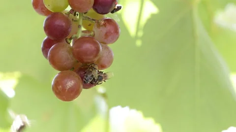 Bees are eating the grapes. Video stock 67563694