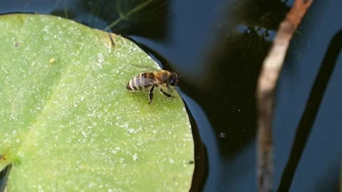 Bees are floating on the water, drink the water. Video stock 102088664