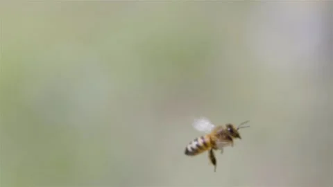 Bees are flying in the air close-up. A flying bee macro shot. 動画素材 133496709