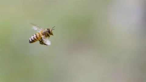 Bees are flying in the air close-up. A flying bee in slow motion Stock Footage 133496734