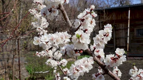 Bees are flying around white apricot tree flowers in the spring Stock Footage 153998401