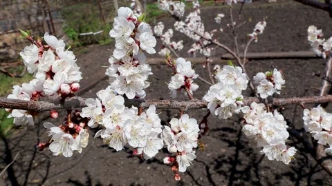 Bees are flying around white apricot tree flowers closeup in the spring Stock Footage 153998438