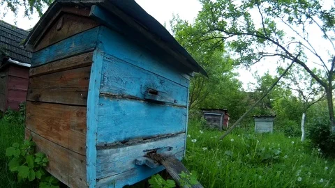 Bees are flying into blue beehive wooden boxes in the garden in the ukrainian Stock Footage 77105634