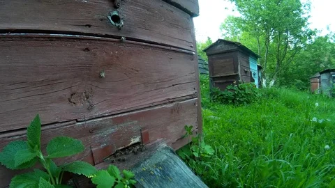 Bees are flying into blue beehive wooden boxes in the garden in the ukrainian Stock Footage 77621839