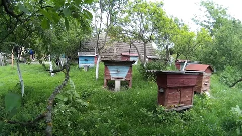 Bees are flying into blue beehive wooden boxes in the garden in the ukrainian Stock Footage 77622093