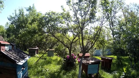 Bees are flying into blue beehive wooden boxes in the garden in the ukrainian Stock Footage 77622216