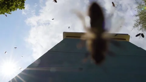 Bees are flying in front of beehive, blue sky 스톡 동영상 143588713