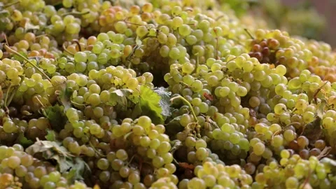 The bees are flying on harvested white grapes Stock Footage 242523051