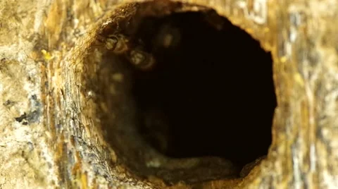 Bees are flying out Stock Footage 48360549