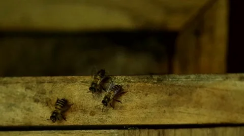 Bees are flying out of their hive Stock Footage 49623346