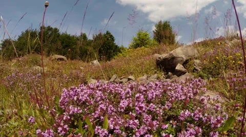 Bees are flying over flowering thyme on a background of trees and grass Stock Footage 54686695