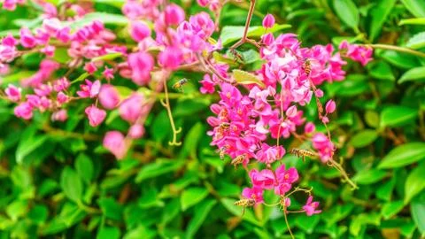 Bees are flying Foto stock