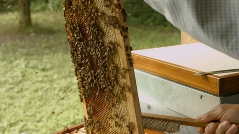 Bees are getting brushed off by bee keeper. Stock Footage 107601566