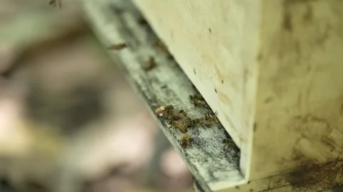 Bees are going in and out of the hive in the yellow box hive Stock Footage 255998243