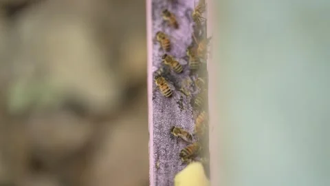 Bees are going in and out of the hive. Stock Footage 255998246
