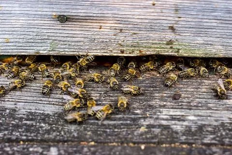 Bees are going in and out of their beehive Stock Photos