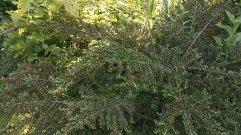 Bees are looking for nectar for their beehive Video stock 117532108